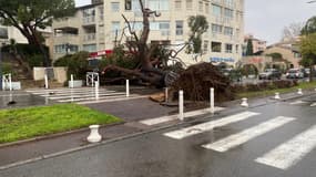 Un arbre s'est écrasé ce dimanche 3 mars à Antibes, avenue du 11 novembre, en raison des intempéries