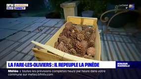 Bouches-du-Rhône: un ancien policier repeuple les pinèdes incendiées à La Fare-les-Oliviers