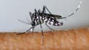 Le moustique tigre (Aedes albopictus), vecteur de la dengue et du chikungunya, colonise progressivement la métropole.