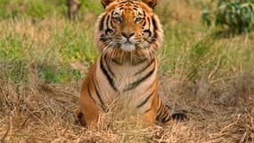 Un tigre du Bengale dans le sanctuaire de faune sauvage de Jaldapara, en Inde. Selon une étude de la revue en ligne PLoS Biology, la population asiatique de tigres est sans doute proche de l'extinction, puisqu'il reste moins de 3.500 animaux à l'état sauv