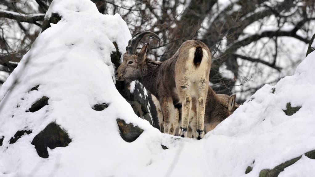 Un bouquetin. Photo d'illustration AFP
