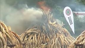 Le Kenya a brûlé ce samedi 105 tonnes d'ivoire, soit 5% du stock mondial. 