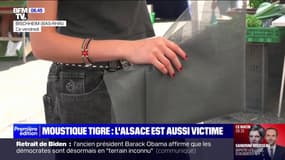 Contre le moustique tigre, une municipalité alsacienne distribue gratuitement des moustiquaires
