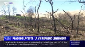 La Teste-de-Buch: la vie reprend lentement après les incendies de l'été dernier