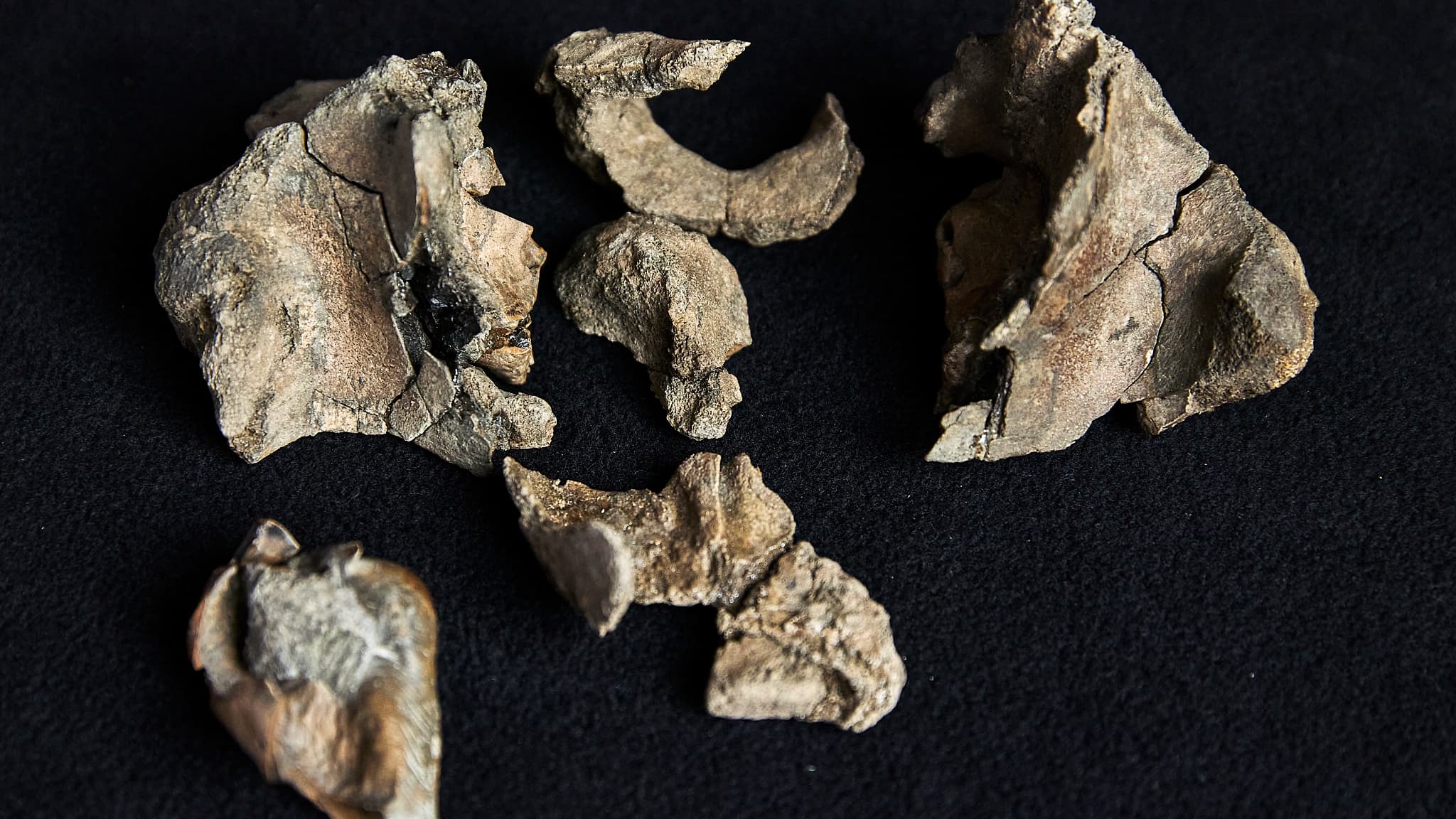 Fósiles de parte de un cráneo, huesos del oído y dientes de un Janjucetus dullardi, descubierto en 2019 en Australia e identificado a mediados de agosto de 2025, mostrados aquí en el Museo Victoria en Melbourne, Australia, el 5 de agosto de 2025.