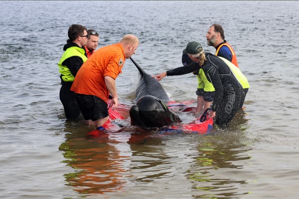 Des sauveteurs relâchent un dauphin-pilote échoué sur la côte ouest de la Tasmanie, le 22 septembre 2022. 