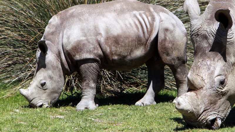 Lima, la mère du bébé rhinocéros né début septembre, alors âgée de 6 mois pour ses premiers pas à la réserve africaine de Sigean dans l'Aude, le 23 avril 2013. 