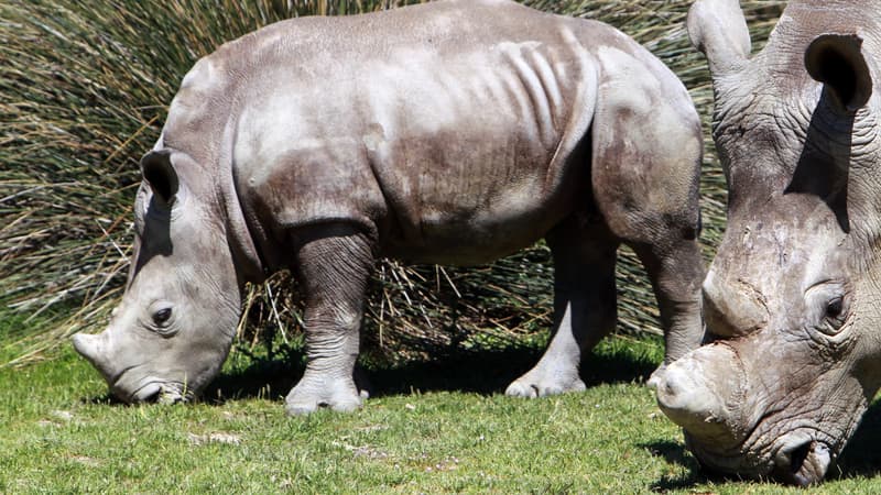 Lima, la mère du bébé rhinocéros né début septembre, alors âgée de 6 mois pour ses premiers pas à la réserve africaine de Sigean dans l'Aude, le 23 avril 2013. 