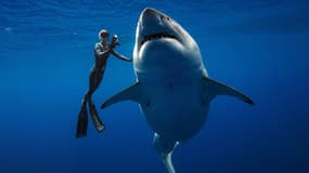 La plongeuse Ocean Ramsey plonge avec un requin blanc