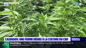 Calvados: une fermée dédiée à la culture du CBD