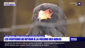 Bas-Rhin: la Volerie des aigles de Kintzheim a rouvert ses portes