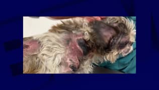 Le chien Stan blessé dans le tramway de Nice, le dimanche 5 octobre 2025