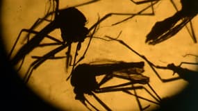Moustiques de type Aedes photographiés dans un laboratoire le 3 février 2016 à El Salvador au Salvador