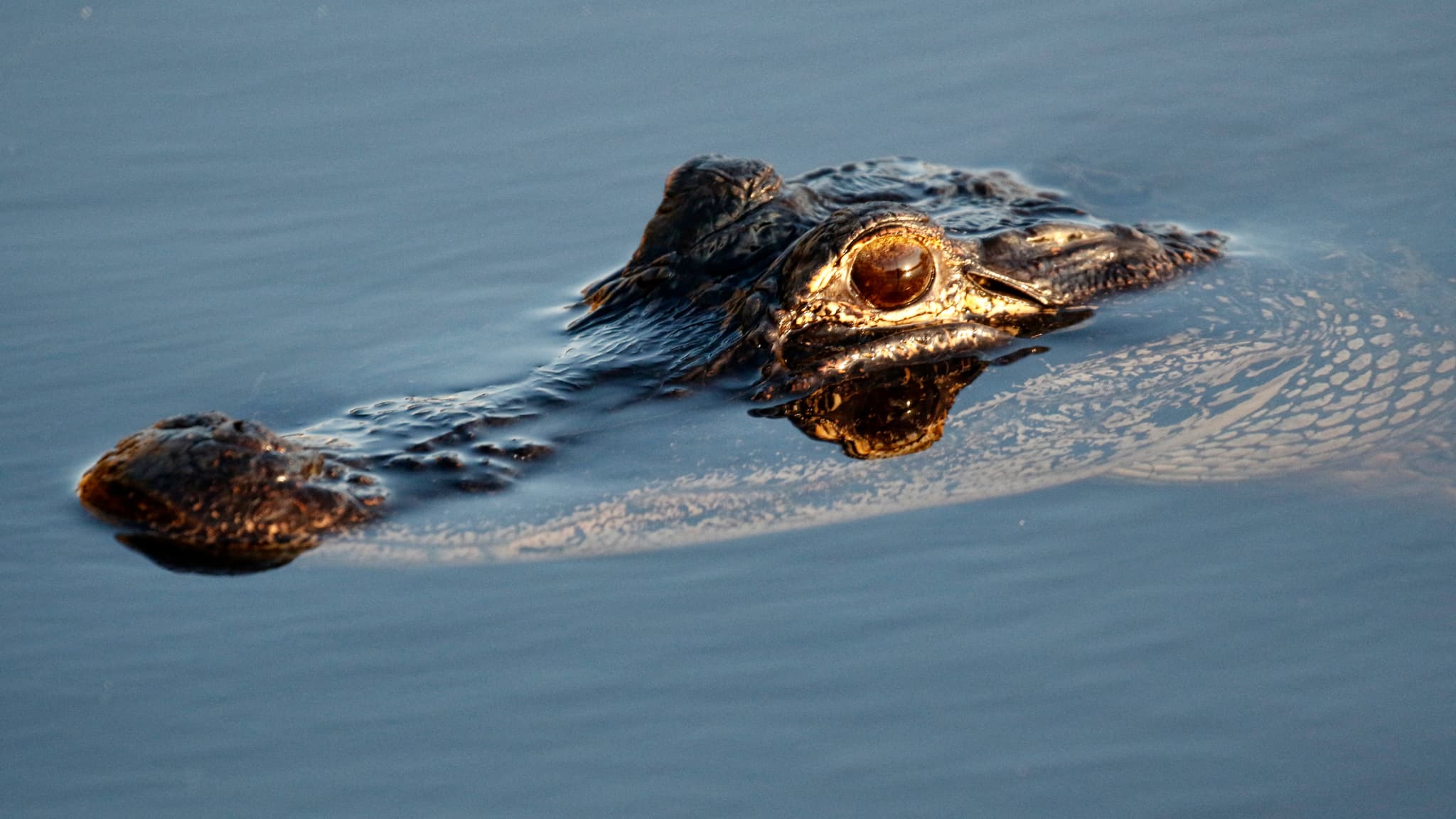Un alligator d'Amérique dans un canal au Everglades Holiday Park à Fort Lauderdale, en Floride, le 27 avril 2019. 