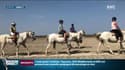 "C'est apaisant", des vacanciers à la découverte de la Camargue à cheval 
