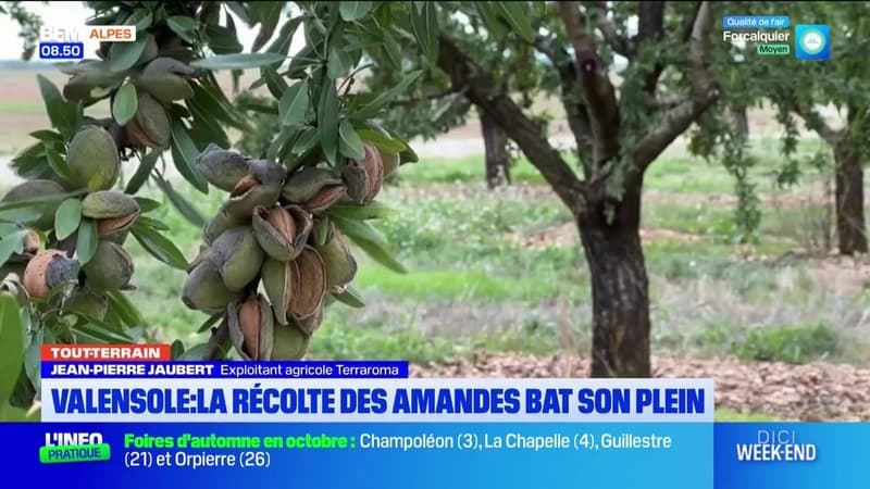 Tout terrain du dimanche 20 octobre 2024 - Valensole, la récolte des amandes bat son plein 