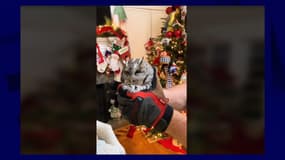 Un bébé hibou a été découvert niché dans le sapin de Noël d'une famille du Kentucky, aux États-Unis, le 30 novembre 2023