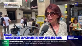 "Cohabitation" avec les rats: les Parisiens sont-ils pour ou contre?