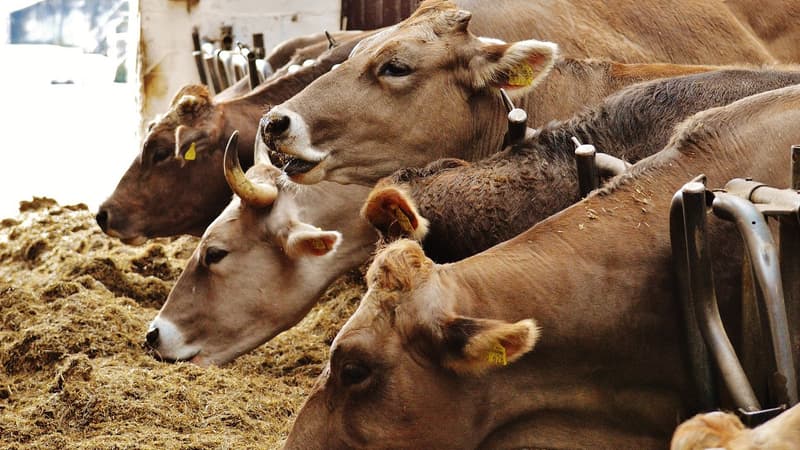 Un accord sur la viande bovine a été trouvé entre les éleveurs et Carrefour.