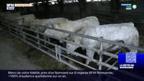 Tuberculose bovine: quatre nouveaux foyers détectés dans le Calvados et l'Orne