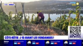 Côte-Rôtie : J-10 avant les vendanges