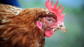 Les couches pour poules domestiques connaissent un succès grandissant aux États-Unis, selon Ouest-France.