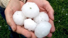 "C'est une catastrophe": les cultures de piment d'Espelette dévastées par un orage de grêle