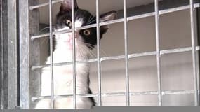 SPA: abandon des animaux en forte hausse en 2015