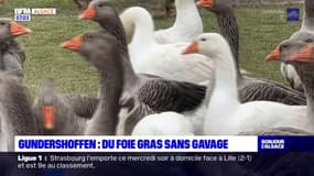 Bas-Rhin: une éleveuse d'oie propose un foie gras sans gavage