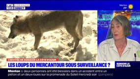 Le loup sous surveillance dans le parc du Mercantour