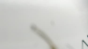 Un moustique (insecte qui transporte le virus Zika) dans un laboratoire de San Salvador.
