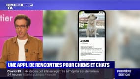 Un refuge allemand lance une application de rencontre entre chiens, chats et futurs propriétaires