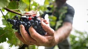 Une grappe de raisin pinot noir lors des vendanges au Domaine Sermier, le 10 septembre 2024 à Bréry, dans le Jura