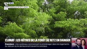 "Pour l'année, c'est foutu": à cause de la grêle dans le Rhône, les récoltes sont ravagées