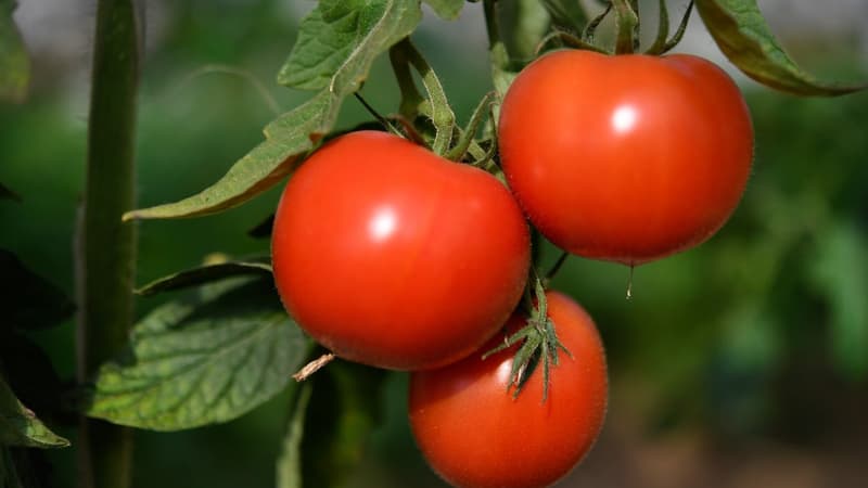 Un plan de tomates, à Trémargat, en France, en septembre 2018.