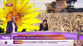 Témoins RMC - Agriculture : les vols dans les champs se multiplient 