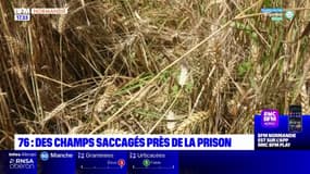 Seine-Maritime: des champs saccagés près d'une prison