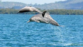 Une nouvelle espèce de dauphins a été identifiée.