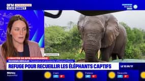 Normandie: pourquoi créer un refuge pour les éléphants captifs?