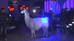 Serge le lama devient la star d'un clip.