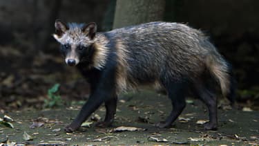 Un chien viverrin dans un zoo de Mexico, le 6 août 2015. (Photo d'illustration)