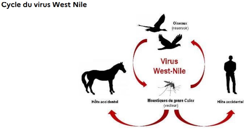 Cycle du virus West Nile Cycle du virus West Nile