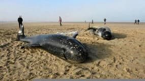 Dix baleines échouées sur la plage de Calais