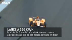 Fernando Alonso dégomme deux oiseaux en Indy Car
