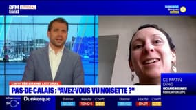 "C'est toujours bon de rafraîchir les données": Céline Vidal, responsable web d'Eden 62, souhaite recenser le nombre d'écureuils dans le département du Pas-de-Calais