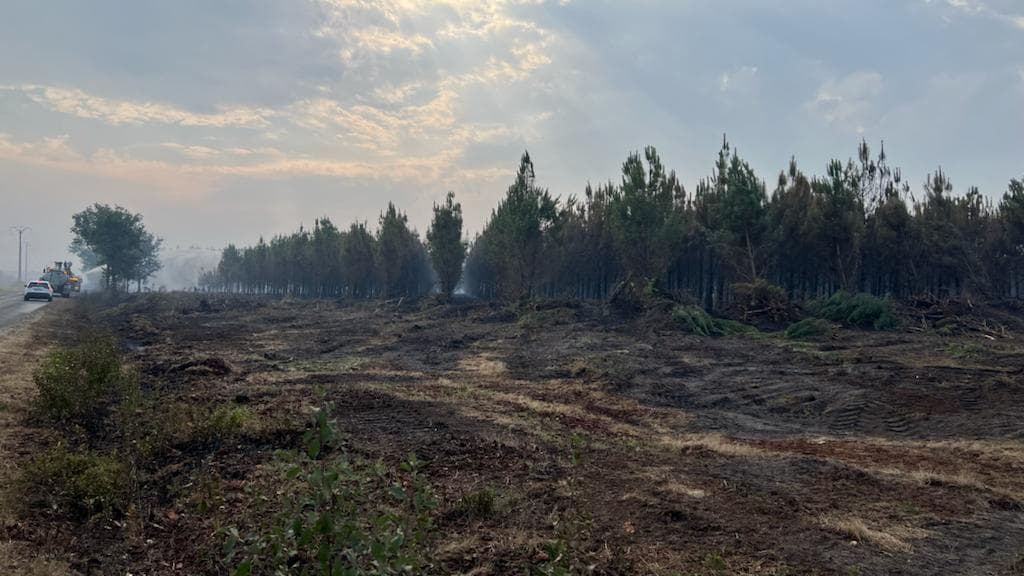 Des hectares de pinède brûlés Des hectares de pinède brûlés
