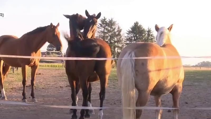 Chevaux mutilés: le suspect arrêté lundi mis hors de cause
