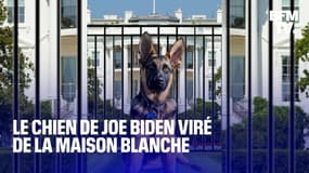 Le chien de Joe Biden contraint de quitter la Maison Blanche après avoir mordu plusieurs employés 