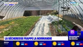 Normandie: les conséquences de la sécheresse pour les maraîchers
