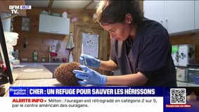 Cher: un refuge pour sauver les hérissons en voie de disparition